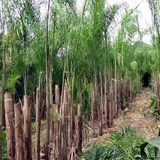 food-minister-asks-states-to-clear-dues-of-sugarcane-farmers